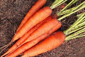 紅蘿蔔/胡蘿蔔 (carrot)的功效